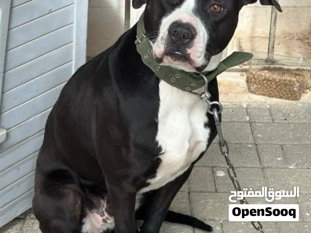 كلب بيتبول للبيع