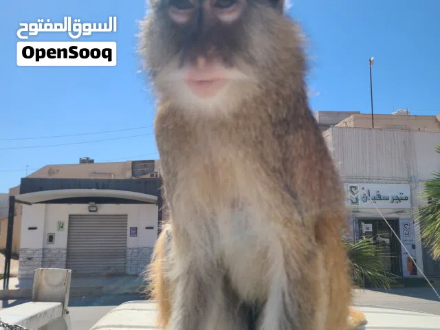 قرده للبيع