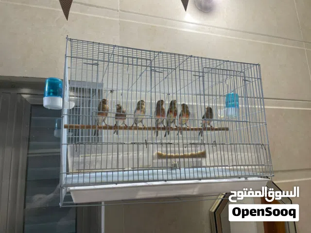 مخاليف مهرج كناري محلقات 2026 باسمي الامهات بلجيكيات خط اول طيور سليمة او صحة فول
