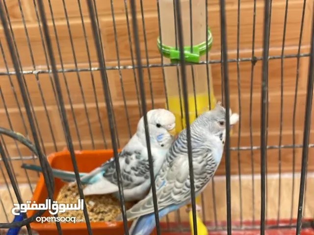 طيور بوقليني للبيع كوبيه مشاء الله ب سعر 110 بلقفص120