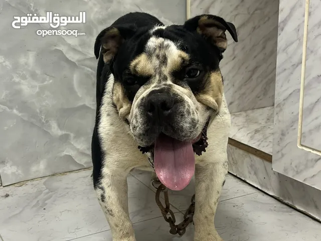 English Bulldog
