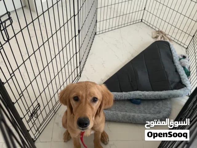 Golden retriever female puppy