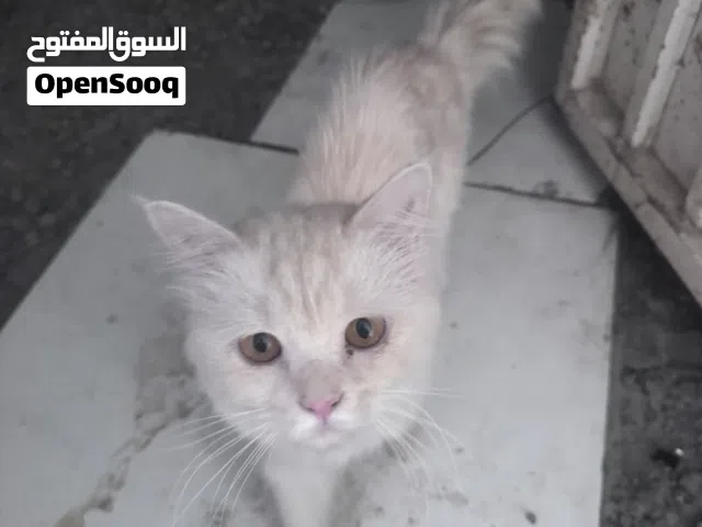 ذكر وانثى شيرازي للتبني في صحار