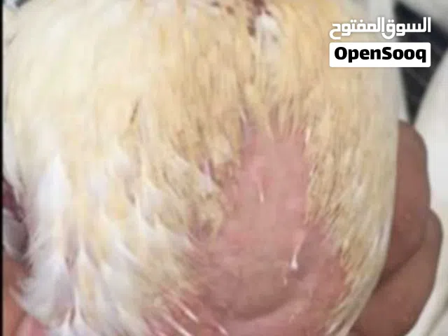للبيع فروخ حمام لاحم حجم كبير ما شاء الله شوف الوصف تفاصيل ..