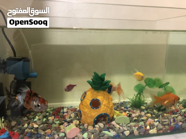 حوض سمك للبيع