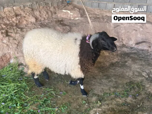 خروف وطنيّ ليبي