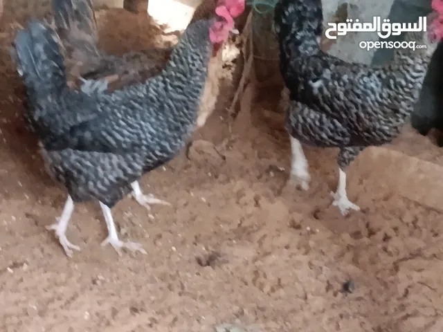 دجاج عربى جميزة