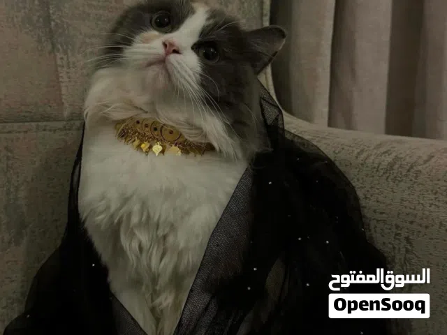 قطة شيرازية بيور للبيع (قابلة للتفاوض)