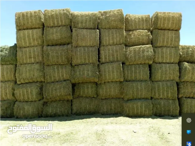 برسيم حجازي مصري عالي الجودة للإمارات ودول الخليج