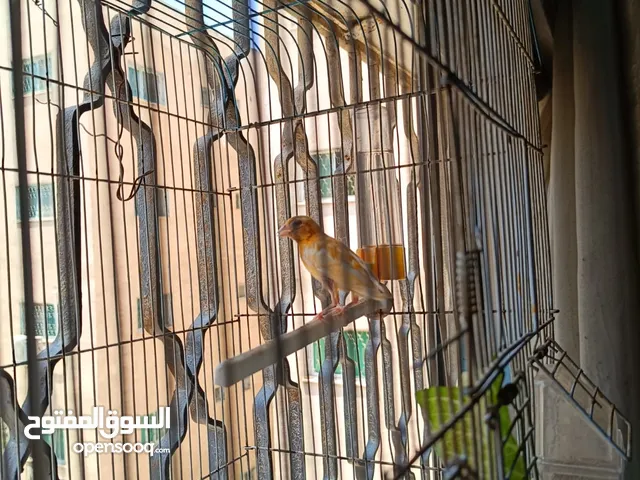 جوز كنار مخليف عمرهم 4 شهور غمقت حمر من أهالي حمور