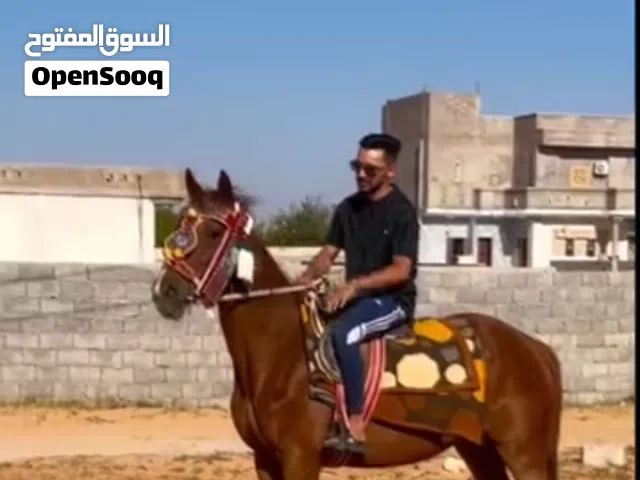 فرص إنتاج محلي بي شفرتها