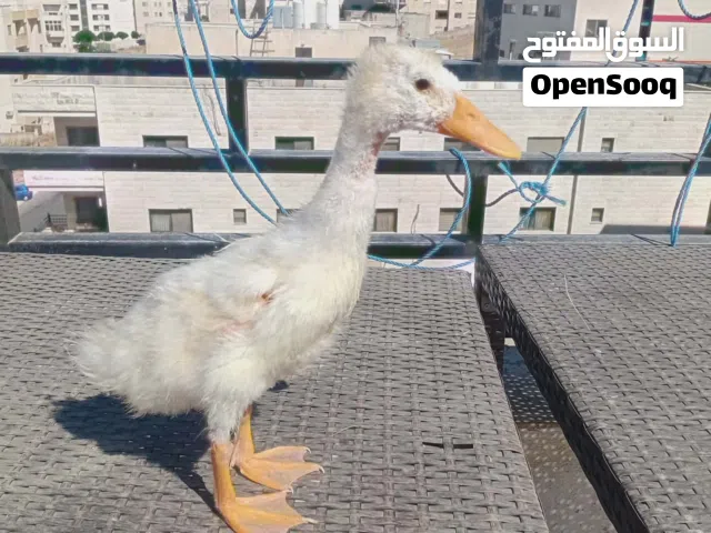 بطه حجم وسط ممتازه للبيع ادفع بحق الله وشيل مع اكلها