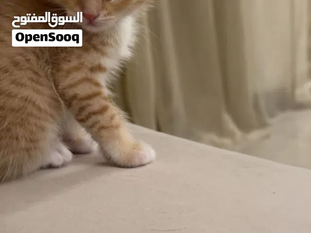 تتوفر قطتان صغيرتان للتبني