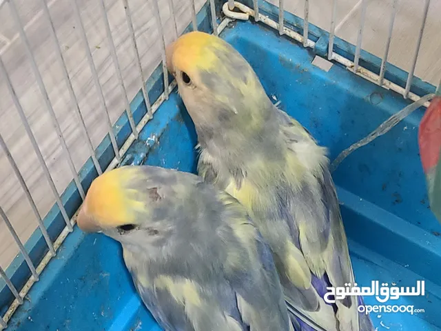 زوج روز منتج مضموووون 100٪ والسعر يابلاشاه