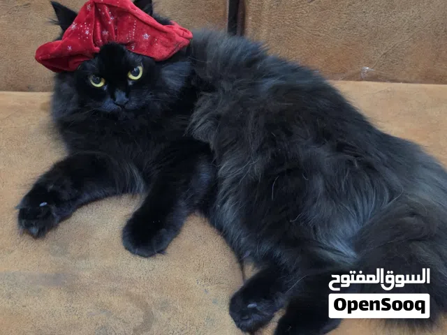 مطلوب ذكر لتزاوج مع الأنثى الموجودة في الصوره