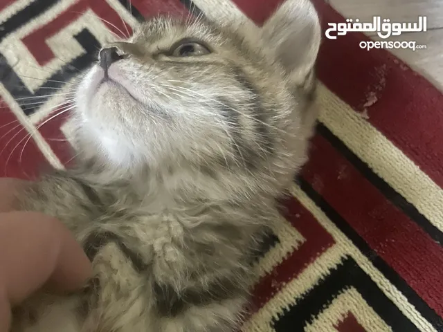 3 قطط شيرازي صغار للتبني مع الأم