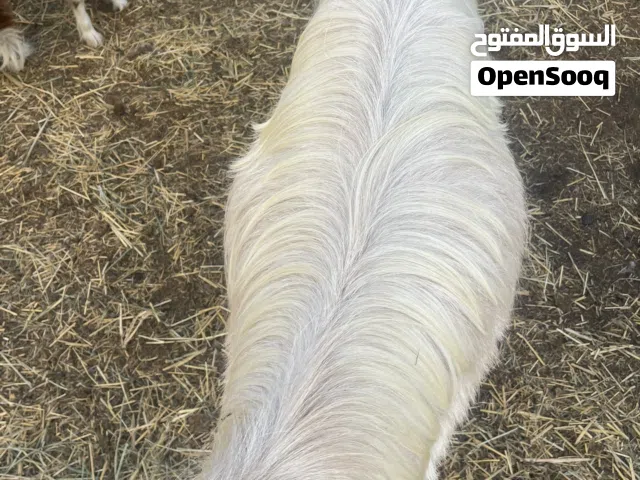 تيس مخصاي سمين فول