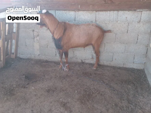 جدي فرنساوي سلالت مشاءالله