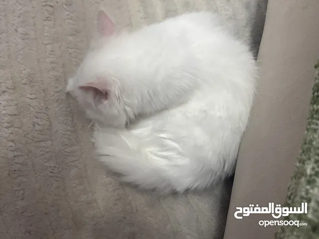 قط عمره 5شهر