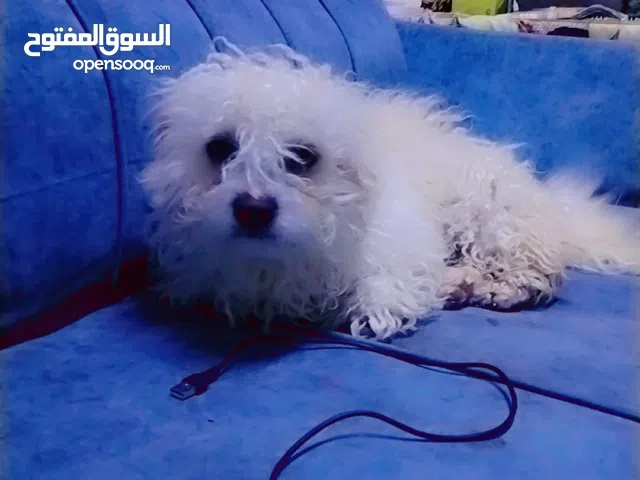 كلاب زينه ثنين فحل ونثيه الفات فول مدربات تلار فرنسي للبيع