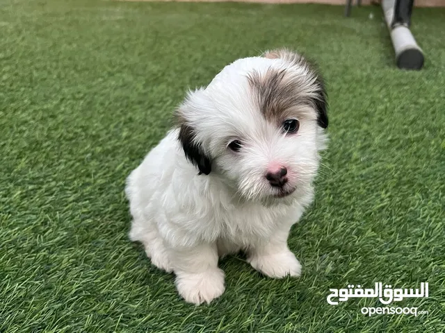 6 Shih Tzu  puppies for sale