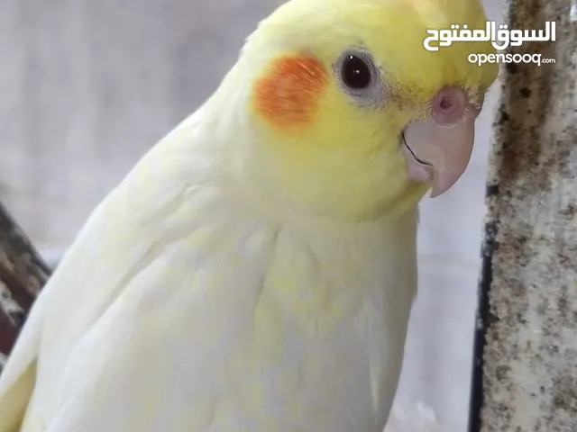 مطلوب كوكتيل الوصف