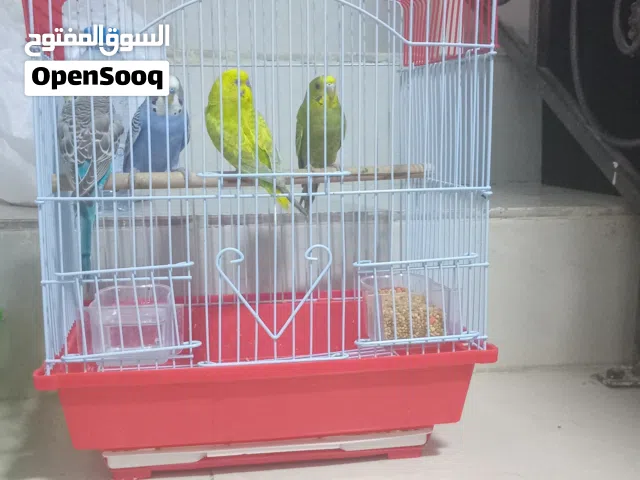 طيور للبيع