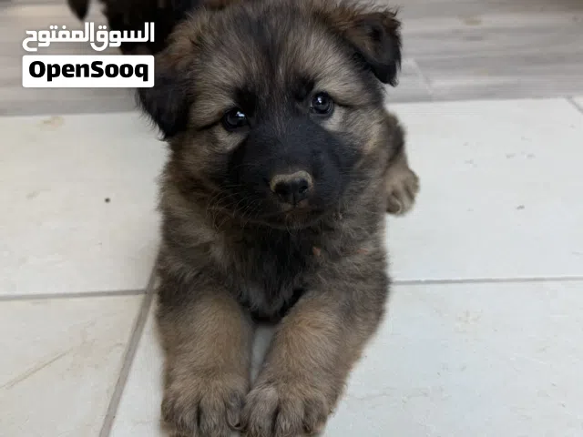 German shepherd purebred long hair black mask. عمر شهرين