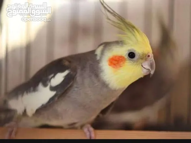 مطلوب انثى كوكتيل