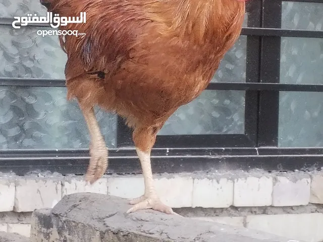 ديوك عرب للبيع عدد 2 بصحة جيدة جدا تربيه بيت