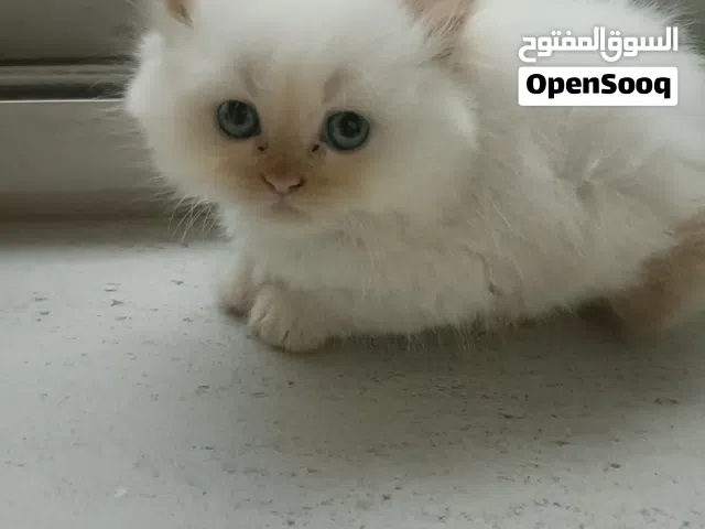 Adorable Himalayan Mix Male Kitten – 1 Month Old – Blue Eyes