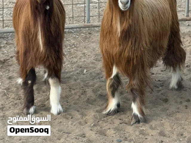 تيوس حوليات طعام سمنه فول الفول مغلقات ع الا خر