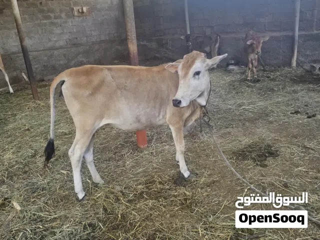 عجلات عمانيات للبيع  وبقرة عمانية