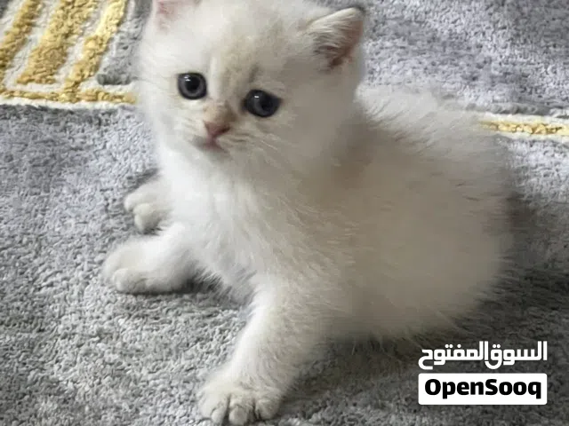برتش كتنز ذكور