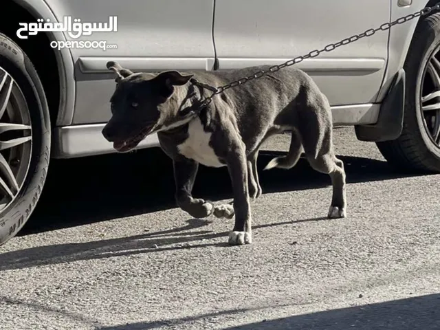 انثى بيتبول بلو ماخذه جميع المطاعيم