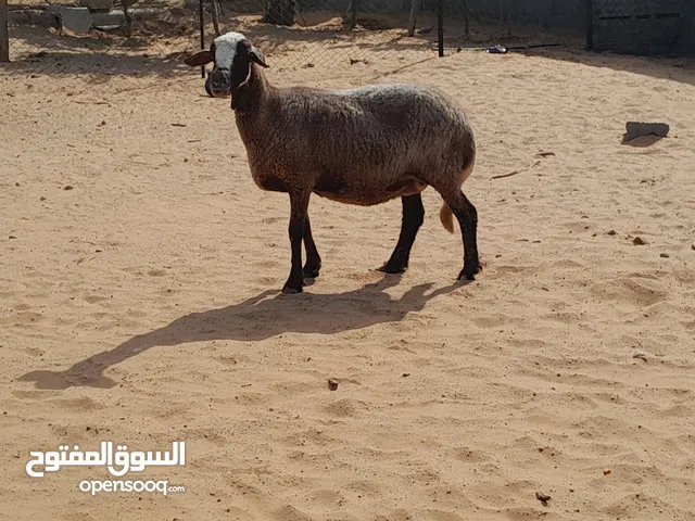نعجه وطنيه الله يبارك عشره مقربه علي ميلاد ضرعها نازل سليمه من الامراض والعيوب سنها تاني جمع