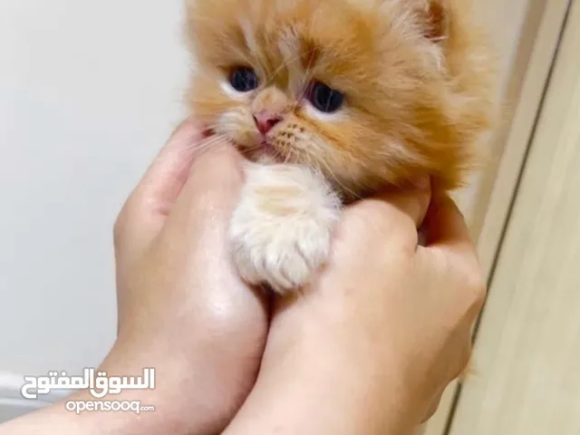قطط شيرازى هيمالايا بصحه جيده متعودين على اللتر بوكس بياكلو درى فود