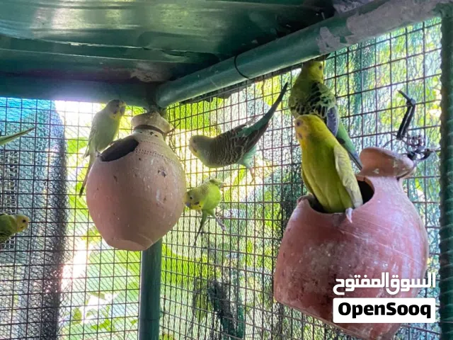 طيور كناري محليه  تتاقلم مع دراجات الحراره