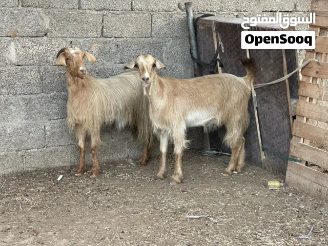 للبيع غنم من حلال الجواميد تابع الوصف