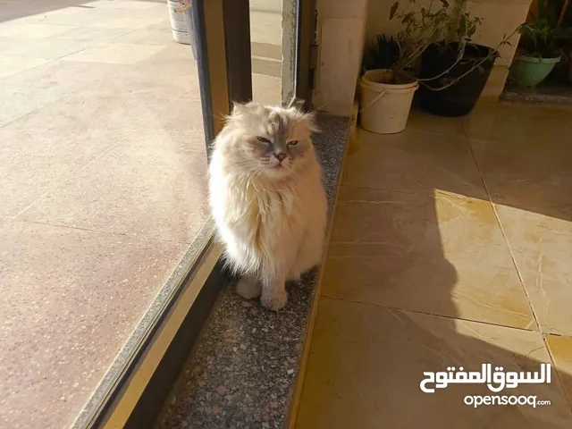 البيع اسعر 25