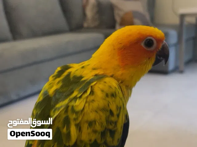 للبيع فرخ سن كنيور