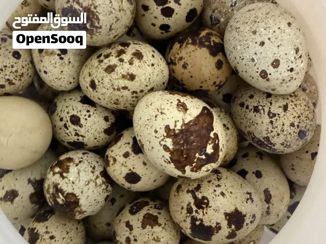 للبيع بيض فري (سمان) و بيض دجاج عربي جمع يومي من الحضيرة