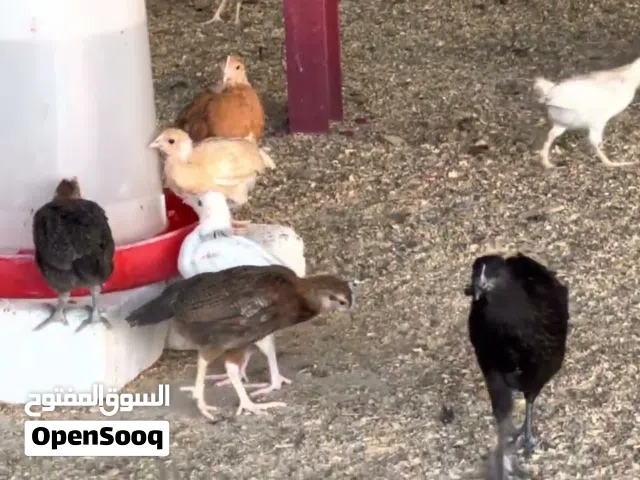 صوص بلدي للبيع