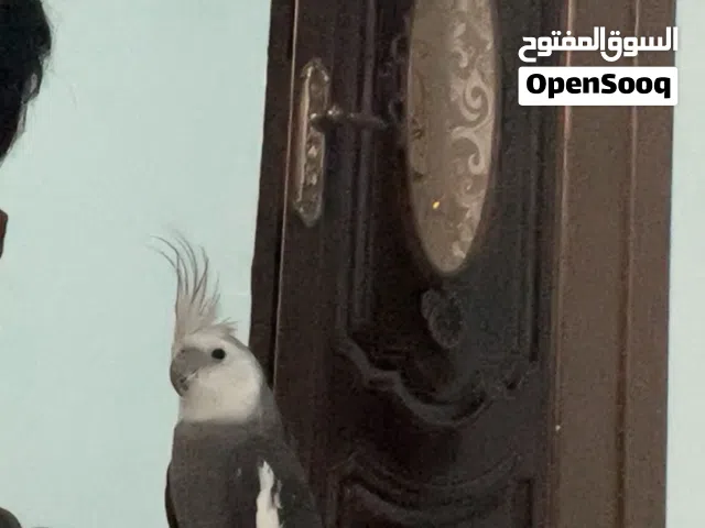 كوكتيل للبيع