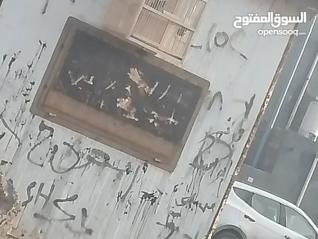 بلبل وحشي صيد البصره السيبه