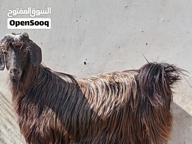 للبيع عنز عشار