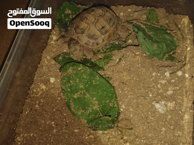 سلحفاة برية للبيع