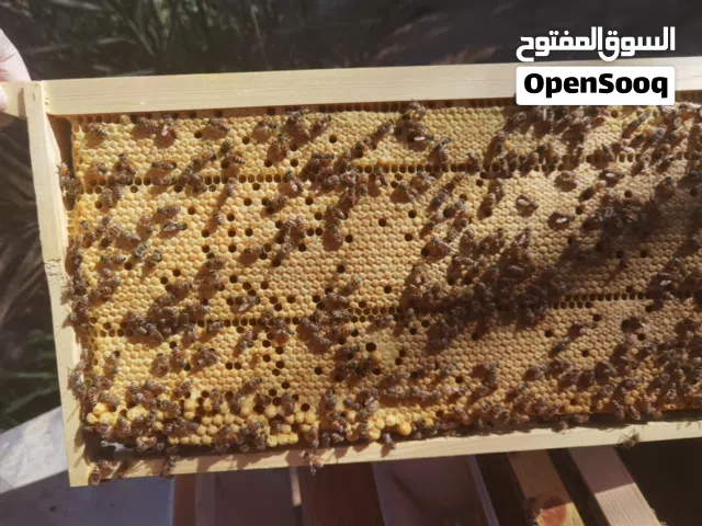 خلايا نحل نشيطات