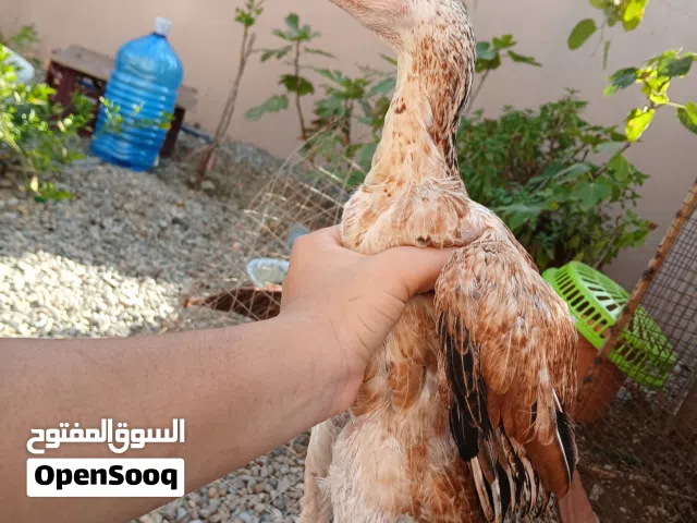 دجاج باكستاني