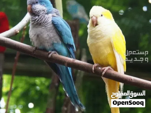 مطلوب كويكر كنيور وكوكتيل لاتينو الاصفر ودره الاخضر بسعر مناسب ومنتجات مع الدليل